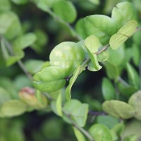 Capparis rotundifolia Rottler